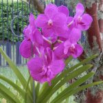 Vanda orchid