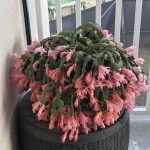 Christmas Cactus -pink
