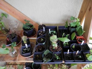 mixture of Seed and Leaf propagation