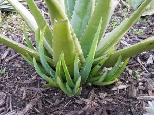 Aloe vera with pups