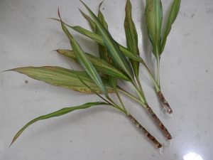 Dracena Kiwi stem cuttings
