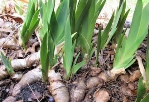Iris rhizomes