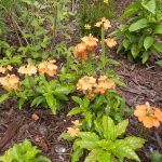 Crossandra infundibuliformis, Firecracker Flower